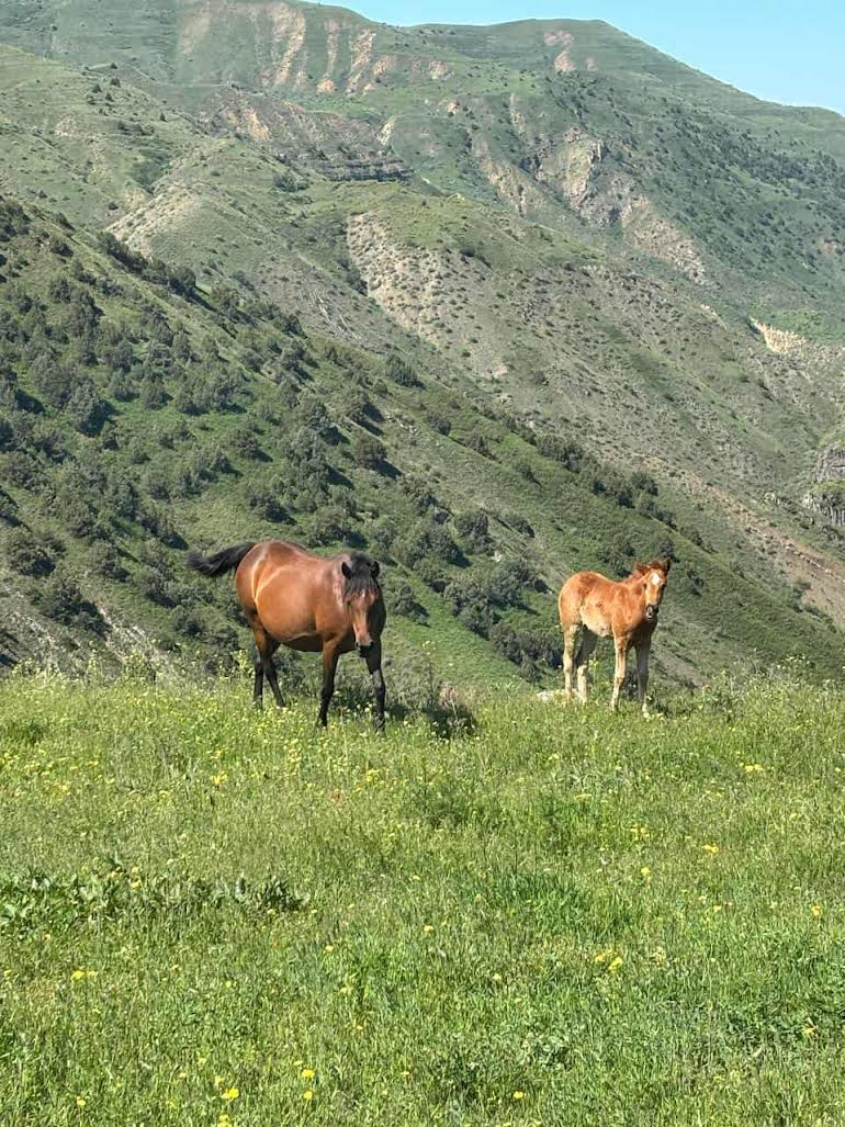 Horseback Riding: Garni-Havuts Tar